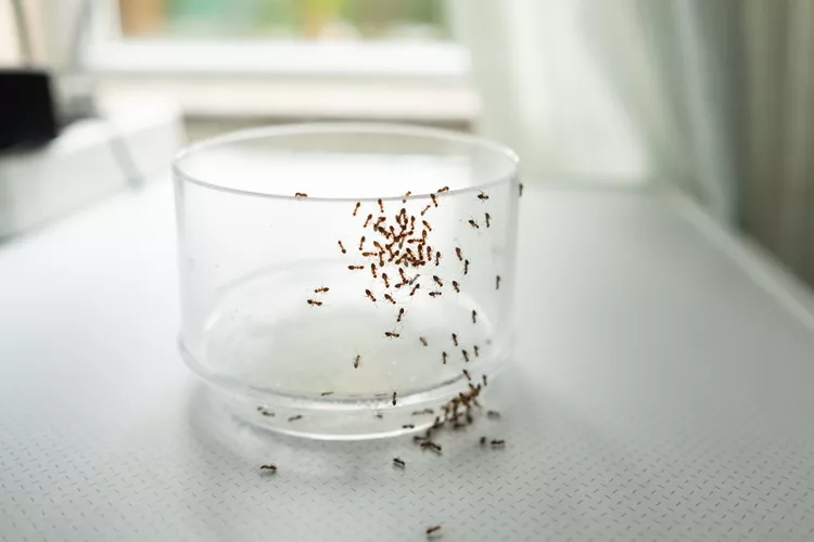 How to Get Rid of Sugar Ants (and Keep Them Away), According to Entomologists